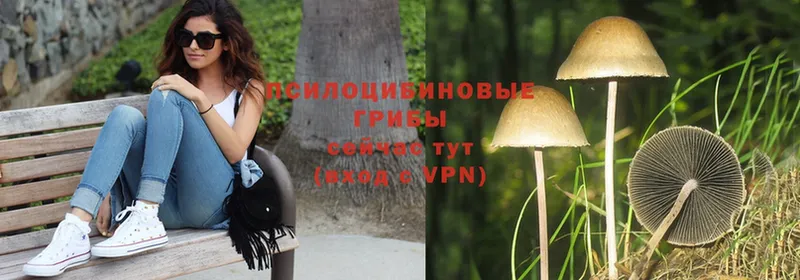 Галлюциногенные грибы Magic Shrooms Навашино